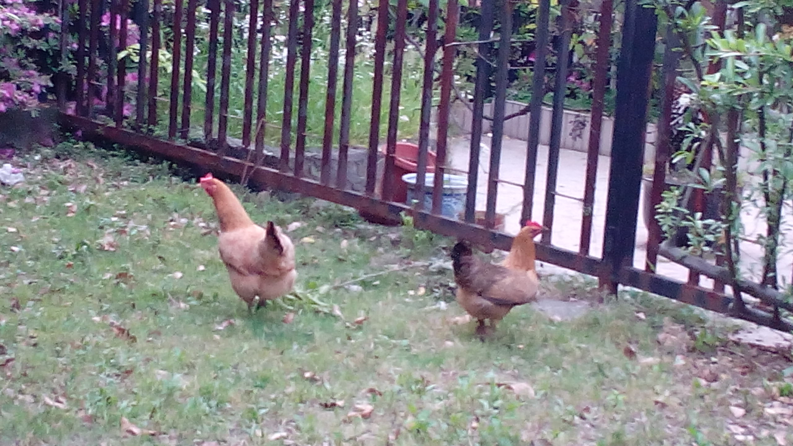这是普通的两只母鸡，正在咕咕咕地叫着。大...